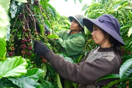 Local residents work as hired coffee pickers during the coffee harvest season.