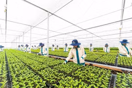 Gia Lai Province rises as high-tech agriculture destination