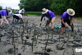 People plant mangrove saplings at Thi Nai Lagoon in Tuy Phuoc Dong Commune, Gia Lai Province, Vietnam, September 17, 2025. 