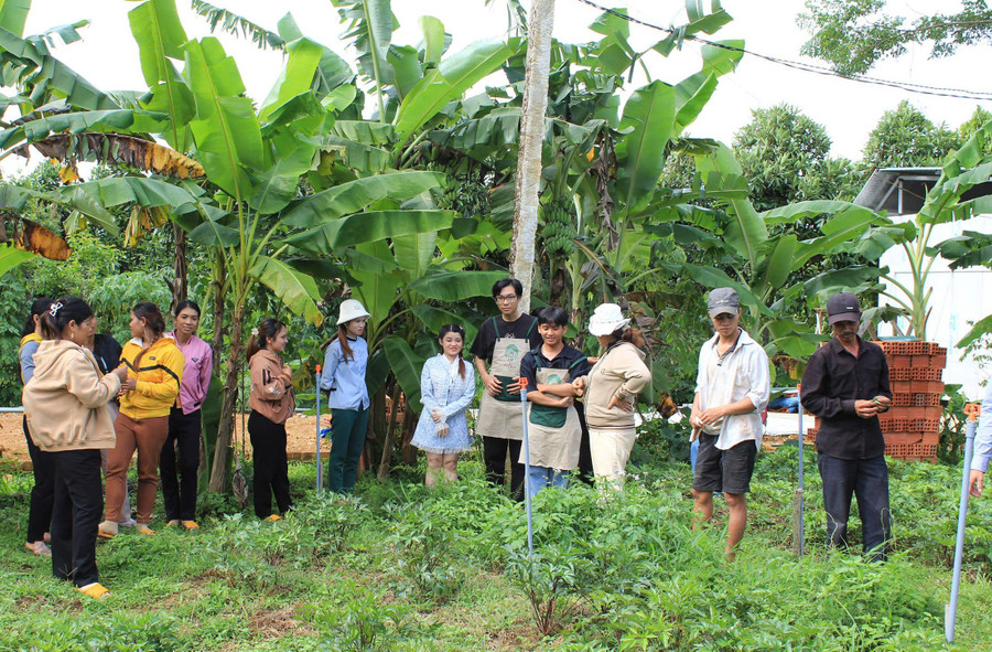 An Toàn Agricultural Medicine and General Services Cooperative (An Toàn commune) focuses on promoting highland medicinal herbs and agricultural products. Photo: An Toan Cooperative quang-ba-nong-san.jpg