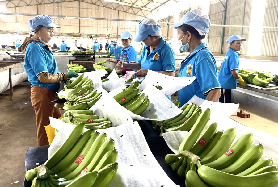 Each year, Gia Lai Livestock Joint Stock Company exports 62,000 tons of bananas to Japan, South Korea, and China. Photo: Vũ Thảo xuat-khau-chuoi.jpg