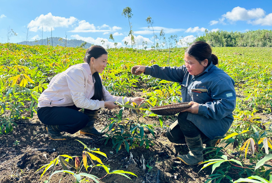 Dinh Thi Chuc (left, K2 village, Vinh Son commune) instructs locals on how to fertilize cassava for higher yields. Photo: Duy Dang huong-dan-nguoi-dan.jpg