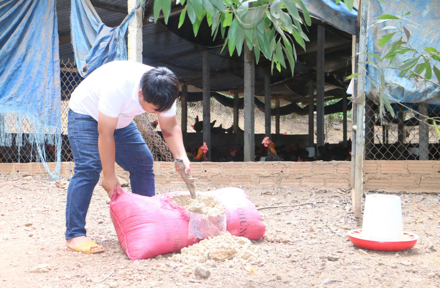Trí’s chickens are raised free-range and fed natural foods such as brewer’s grains, calcium worms, and herbs. Photo: Quang Tấn ga-duoc-tha-doi-va-cho-an-thuc-an-tu-nhien-nhu-ba-bia-sau-can-xi-thao-duoc-nen-san-pham-thit-ga-cua-giang-nguyen-duoc-khac-hang-don-nhan-tich-cuc-quang-tan.jpg