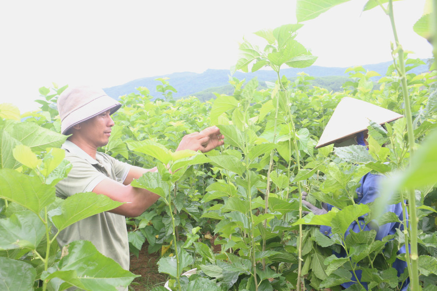 Since switching to mulberry cultivation and silkworm farming, the economic life of Trần Quốc Thắng’s family (Vạn Long hamlet, An Hòa commune) has become increasingly stable. Photo: Quang Tấn tu-khi-chuyen-sang-trong-dau-nuoi-tam-doi-song-kinh-te-gia-dinh-anh-thang-ngay-cang-on-dinh-va-kham-kha-hon.jpg