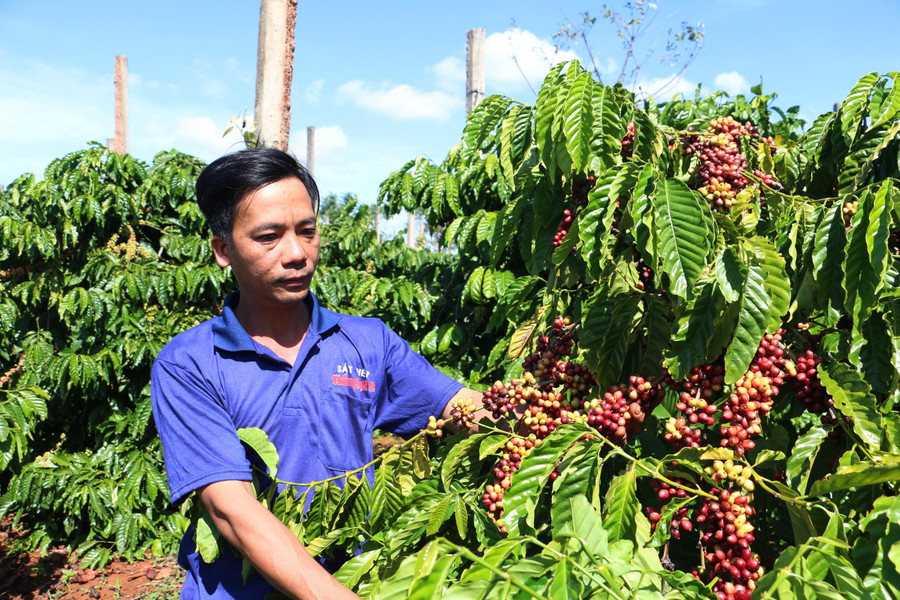 Vĩnh Hiệp partners with thousands of farming households to produce coffee according to international standards. Photo: Q.T nhieu-dien-tich-ca-phe-duoc-nguoi-dan-lien-ket-voi-doanh-nghiep-san-xuat-theo-tieu-chuan-4c-gop-phan-nang-cao-chat-luong-va-tao-dau-ra-on-dinh.jpg