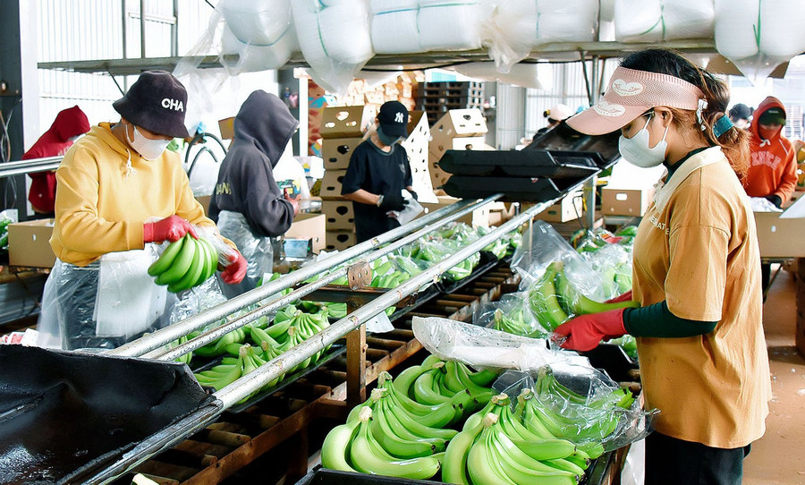 Banana processing workshop for export at Hung Son High-Tech Agriculture Joint Stock Company. Photo: M.T 4.jpg