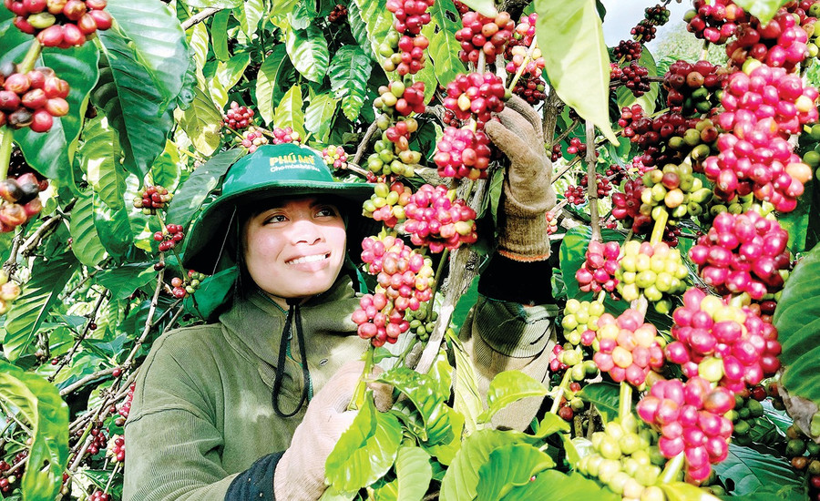 Coffee is a key crop in Gia Lai province. Photo: V.T 22-1.jpg
