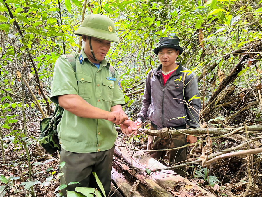 Officers from the Forest Protection Station and local residents remove steel traps in the Canh Tiến-Hồ Núi Một forest. Photo: D.Đ bao-ve-rung.jpg