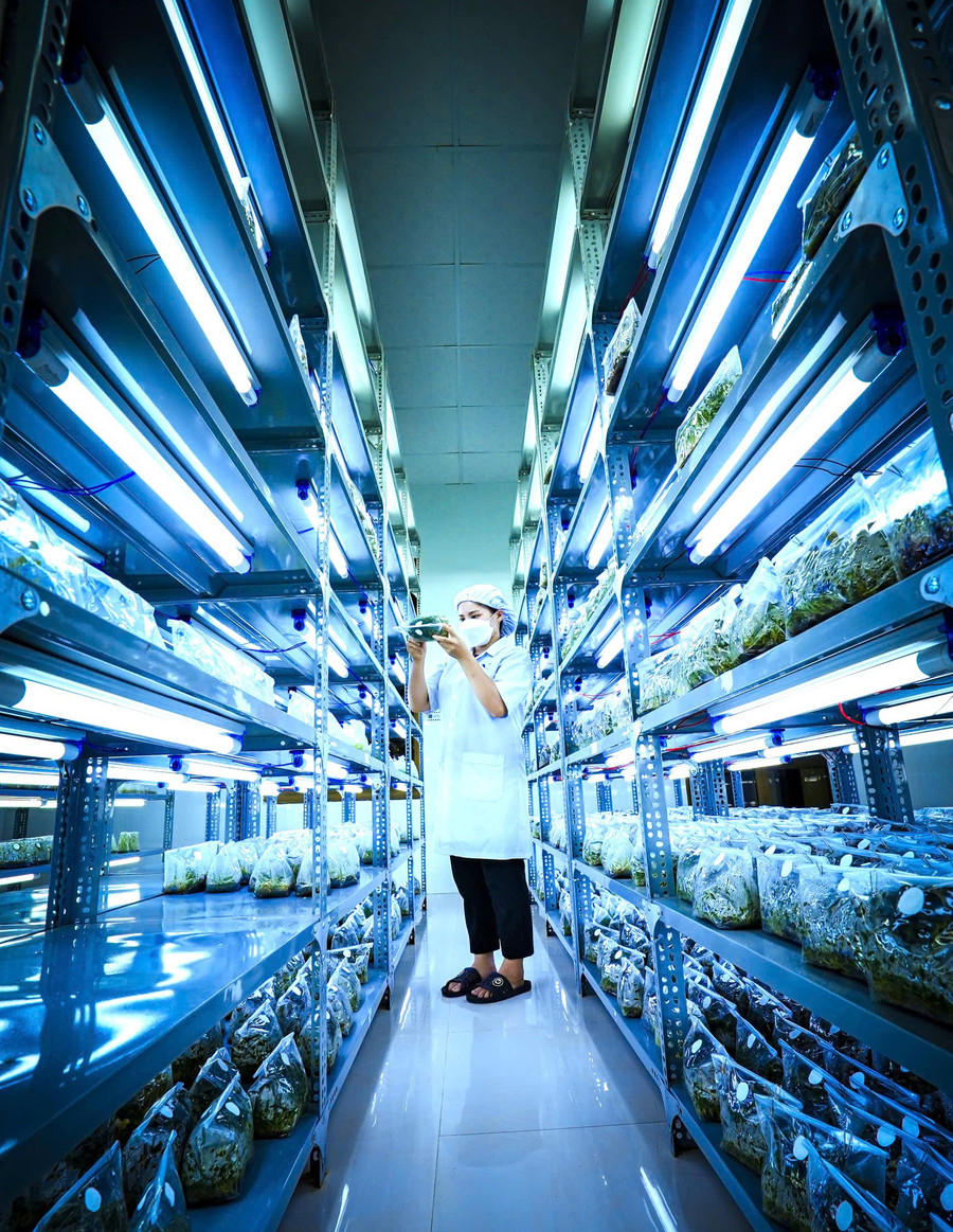 Tissue culture activities to develop rare medicinal plant varieties at Bình Định Pharmaceutical and Medical Equipment Joint Stock Company. Photo: Dũng Nhân trien-khai-nghi-quyet.jpg
