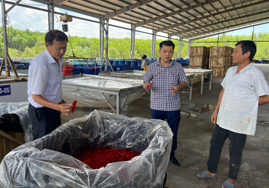 Each year, Tran Gia Export Agricultural and Food Processing Company (Dai Thanh Industrial Cluster, Phu My commune) purchases over 4,000 tons of chili peppers to produce pickled chili for export to China. Photo: Hai Yen cong-ty-che-bien-nong-san.jpg