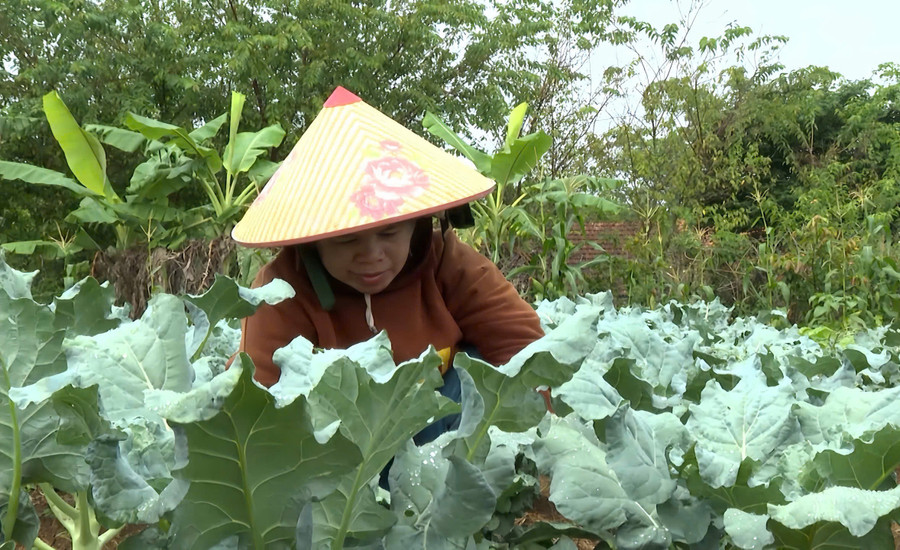 Ms. Đinh Thị Boi is tending to her family’s temperate vegetable garden. Photo: Đ.T rau-an-toan.jpg