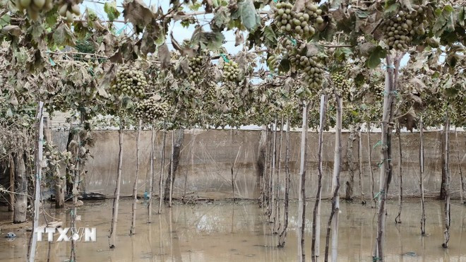 Many vineyards in Ninh Phước commune (Khánh Hòa) face total loss after the floods. (Photo: Nguyễn Thành/Vietnam News Agency)
