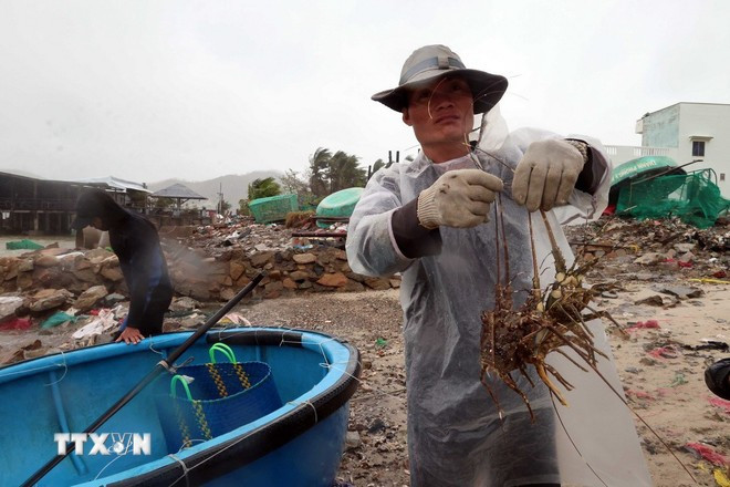 Lobsters farmed for about 12 months and nearing harvest died en masse due to floodwaters. (Photo: Phạm Kha/Vietnam News Agency)