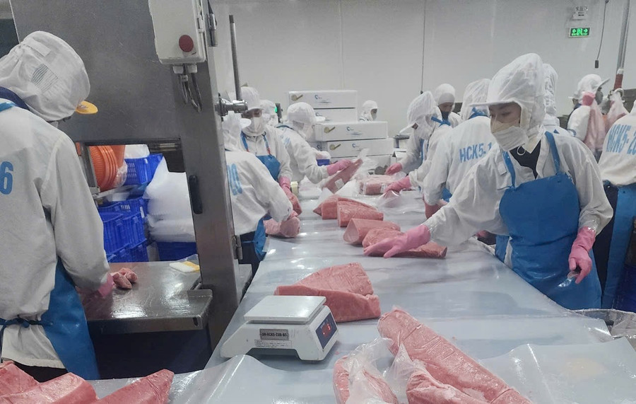 If the ban is enforced, Vietnam’s seafood export turnover could drop by hundreds of millions of USD annually. Photo: N.N khai-thac-hai-san.jpg