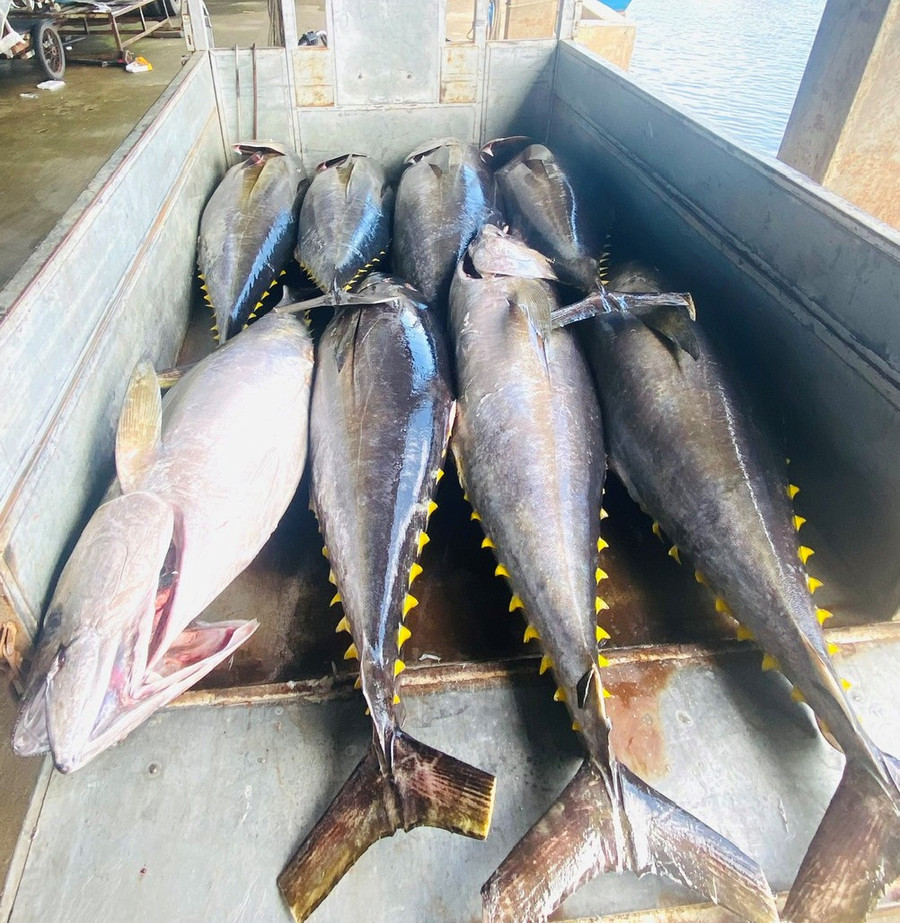 The ban will directly impact the oceanic tuna fishing industry in Gia Lai province. Photo: N.N lenh-cam-cau-ca.jpg