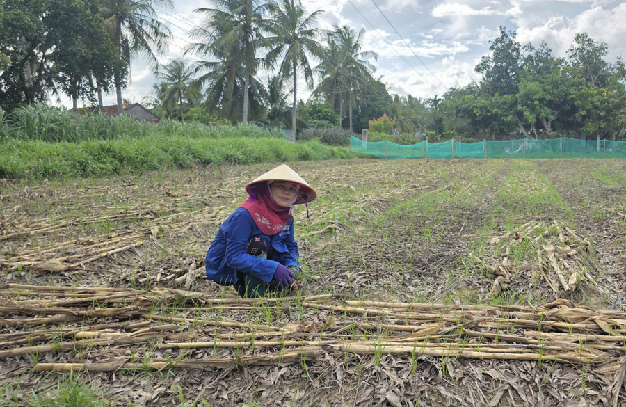 Ms. Nguyễn Thị Loan (Đại Khoan hamlet, Hội Sơn commune) beside her family's kiệu field, which continues to be cultivated according to VietGAP standards. Photo: H.T nguyen-thi-loan.jpg