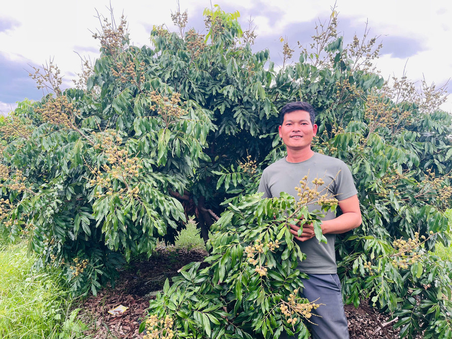 Around 900 longan trees belonging to Dang Quang Hai’s family (Kim Nang hamlet) are currently bearing fruit. Photo: Vu Chi khoang-900-cay-nhan-cua-gia-dinh-anh-hai-dang-ra-trai-uoc-san-luong-dat-30-tan-anh-vu-chi.jpg
