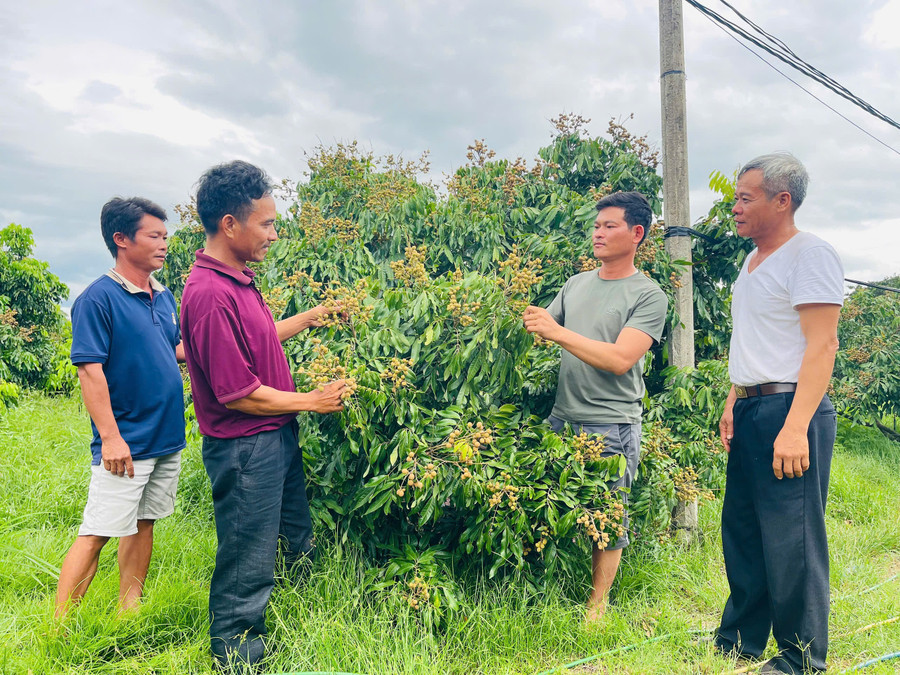 Members of the Hai Dang Agricultural and Service Cooperative share experiences in fruit cultivation and care. Photo: Vu Chi cac-thanh-vien-hop-tac-xa-nong-nghiep-va-dich-vu-hai-dang-chia-se-kinh-nghiem-trong-trong-va-cham-soc-cay-an-trai-anh-vu-chi.jpg