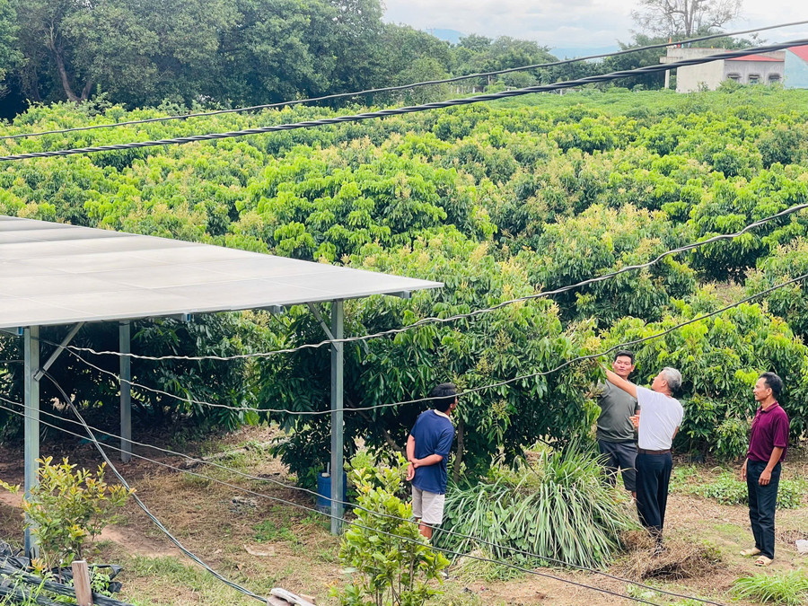 With 3 hectares of fruit trees, Hai has installed 18 solar panels to power irrigation. Photo: Vu Chi voi-3-ha-cay-an-trai-anh-hai-lap-dat-18-tam-pin-nang-luong-mat-troi-phuc-vu-tuoi-tieu-anh-vu-chi.jpg