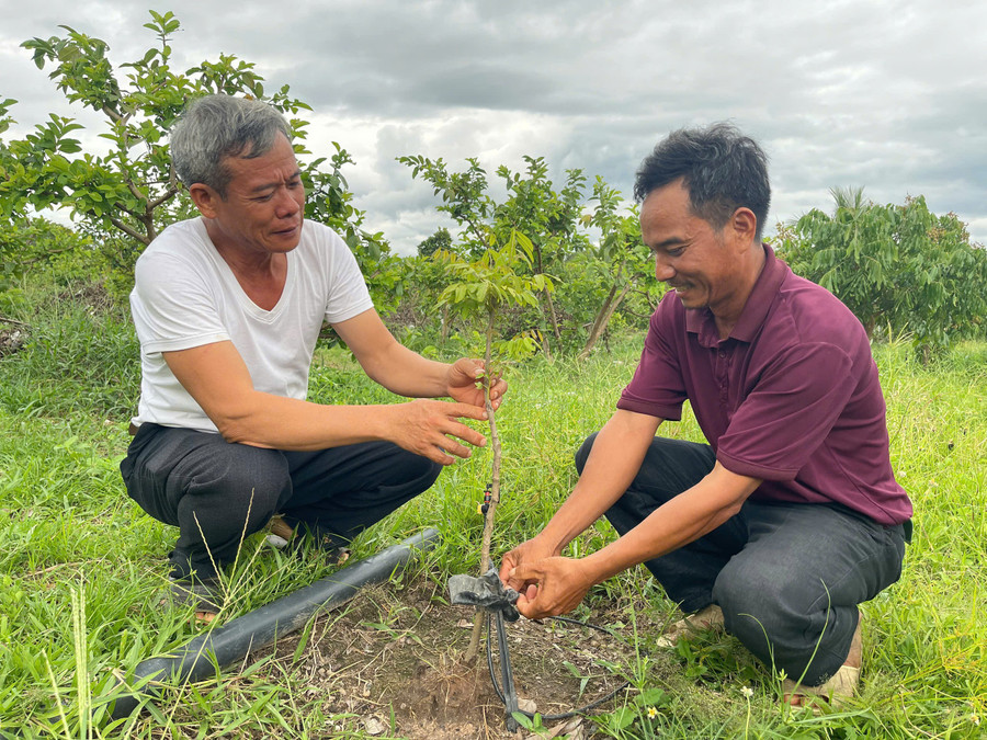 Ta Van Vien (far right, Kim Nang hamlet) and Dinh Van Manh are delighted as their newly planted longan area, after two months, is growing well. Photo: Vu Chi anh-ta-van-vien-bia-phai-thon-kim-nang-cung-ong-dinh-van-manh-phan-khoi-vi-dien-tich-nhan-moi-xuong-giong-duoc-2-thang-phat-trien-tot-anh-vu-chi.jpg