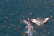 A mother and calf pair of killer whales were spotted hunting near the coast of Vung Boi.