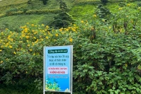 Gia Lai authorities urge tourists to protect wild sunflower fields at Chu Dang Ya Volcano
