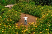 Wild sunflowers bloom in abundance along the road leading up to Chư Đang Ya volcano in early November. Photo: Đoàn Lanh