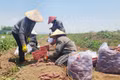 Phu Thien Farmers Struggle as Sweet Potato Prices Plummet