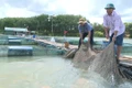The practice of cage fish farming on the Sê San River has transformed the landscape of the western waterways in Gia Lai province.