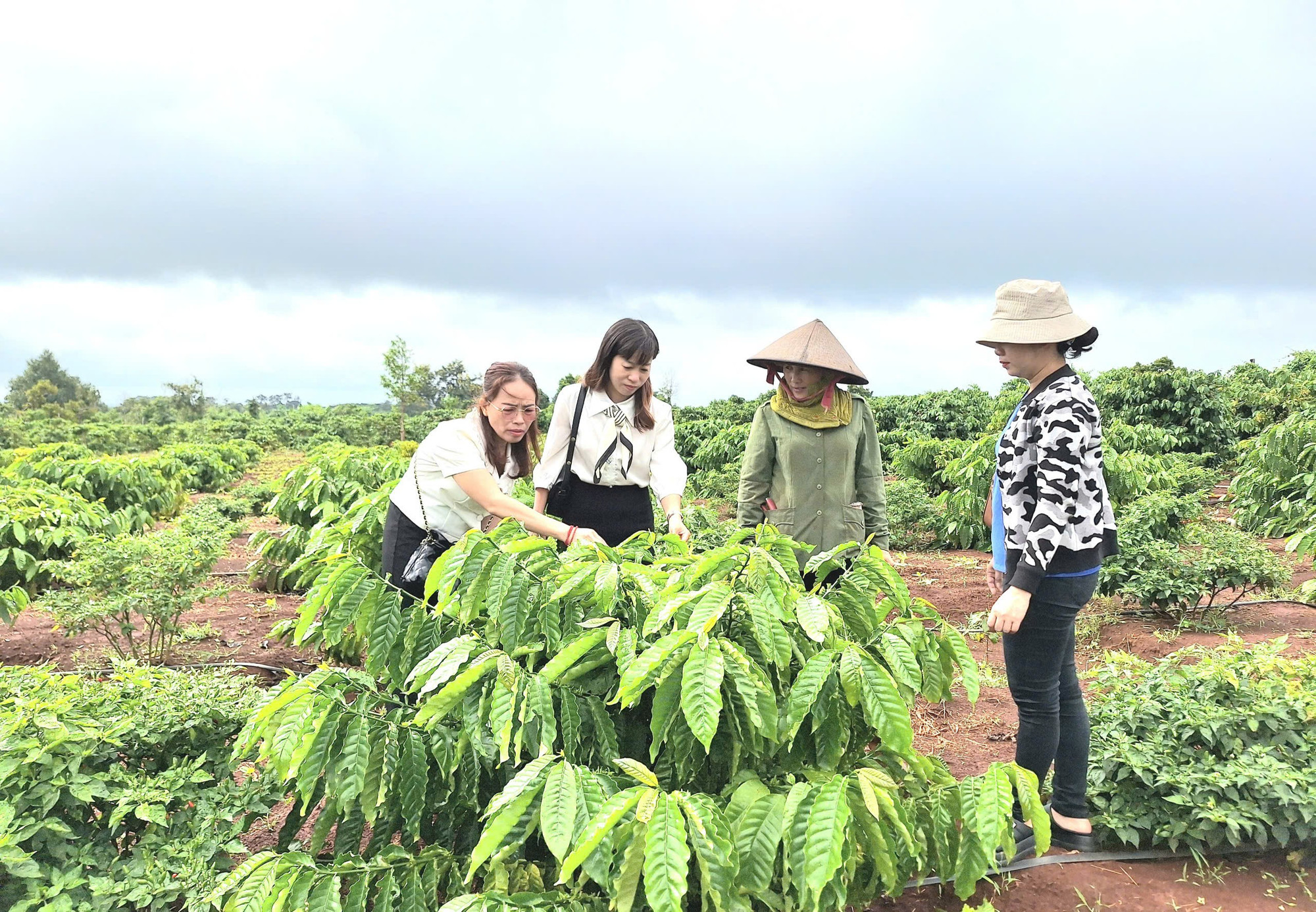 Western Gia Lai localities guide farmers in crop restructuring linked to value chains. Photo: Quang Tấn cac-dia-phuong-phia-tay-gia-lai-da-va-dang-tap-trung-huong-dan-nguoi-dan-day-manh-chuyen-doi-co-cau-cay-trong-phu-hop-gan-voi-lien-ket-theo-chuoi-gia-tri-qt.jpg