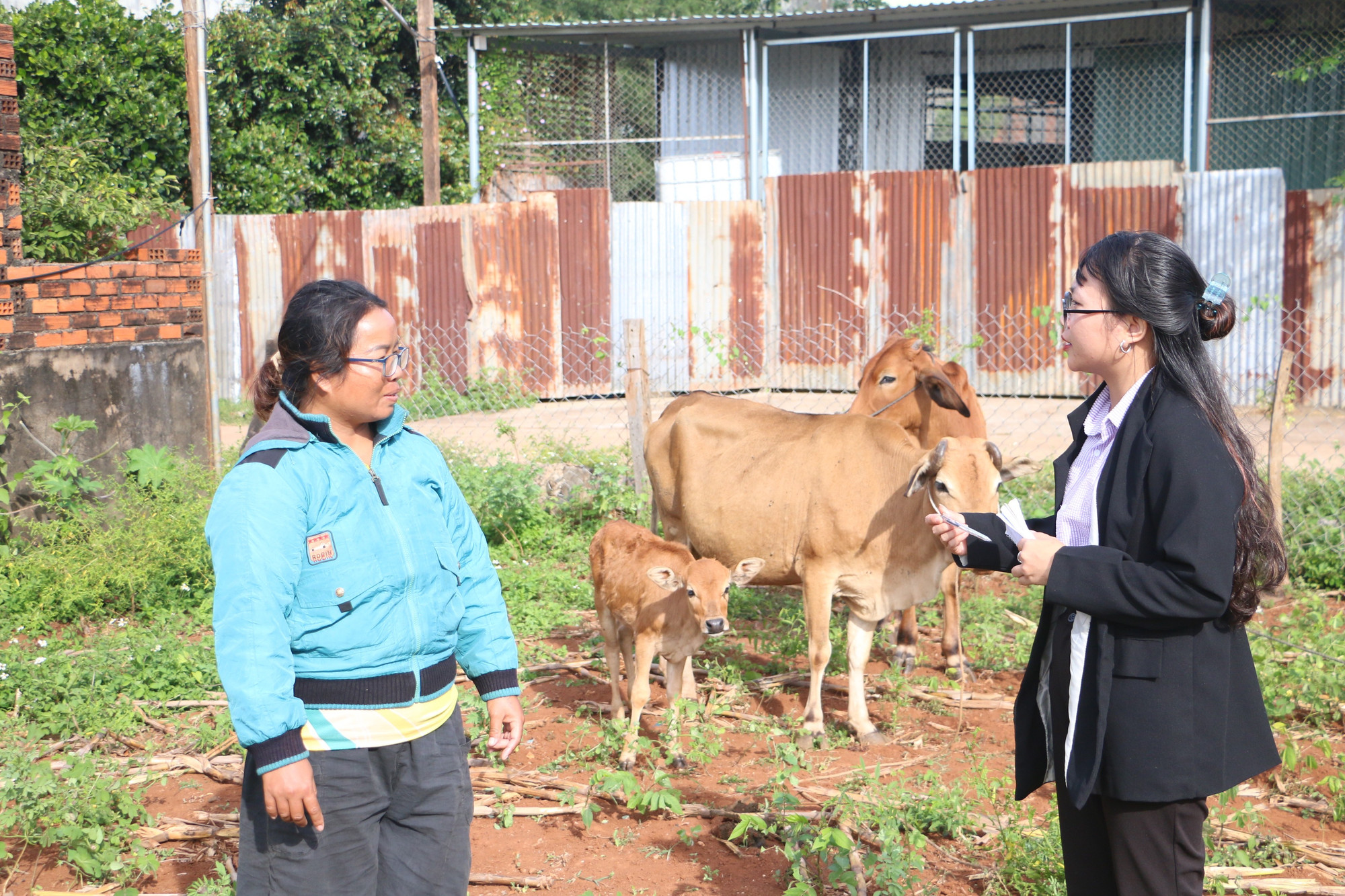 Ia Hrú Commune continues implementing breeding cow support programs for residents. Photo: Quang Tấn ia-hru-tiep-tuc-trien-khai-cac-chuong-trinh-ho-tro-bo-sinh-san-cho-nguoi-dan-phat-trien-chan-nuoi-anh-quang-tan.jpg