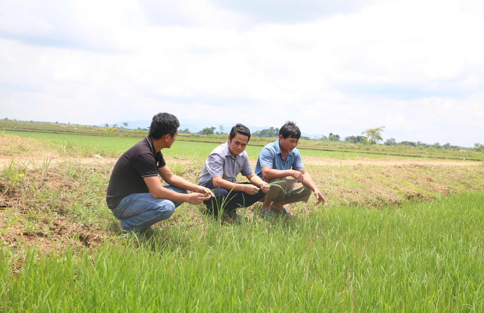 Vice Chairman Nguyễn Tuấn Anh (center) inspects rice fields to guide crop restructuring. Photo: Quang Tấn pho-chu-tich-ubnd-xa-ia-mo-nguyen-tuan-anh-giua-kiem-tra-thuc-te-tai-dong-ruong-de-co-giai-phap-huong-dan-nguoi-dan-chuyen-doi-cay-trong-hop-ly-qt.jpg