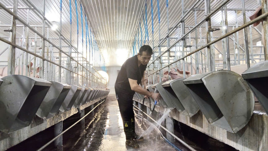 Pig farmers in Hoài Ân commune disinfect and sanitize their barns. Photo: A.N e1fd8b05ce12454c1c03.jpg