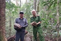 Endangered and Rare Animal Released Back into the Wild