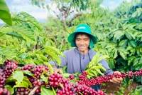 A Ngum has adopted organic and microbial farming methods, allowing his coffee plants to thrive. Photo: T.D