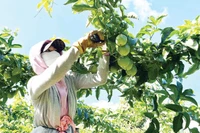 Agricultural Exports: Hopes for a Breakthrough Leveraging Raw Material Advantages