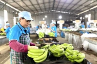 Gia Lai's Exports Accelerate Towards Year-End Target