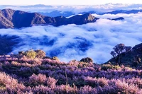 The Season of Purple Blossoms Amidst a Sea of Clouds