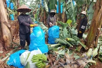 Businesses and farmers in Western Gia Lai strive to restore key export crops after severe damage caused by Typhoon No. 13 (Kalmaegi).