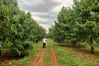 Standardizing Agricultural Production to Boost Exports