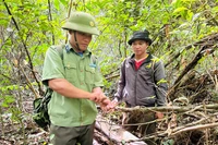 Forest Protection Station officers and local residents remove snare traps in the Canh Tiến - Ho Nui Mot forest.