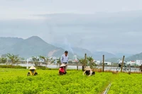 From Vegetable Village to Community Tourism Destination: New Livelihoods in Thuận Nghĩa