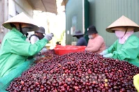 Vietnam coffee exports hit record high