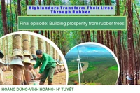 Profiting from rubber trees