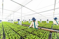 Gia Lai Province rises as high-tech agriculture destination