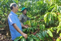 Cooperatives Elevate the Value of Agricultural Products in Western Gia Lai
