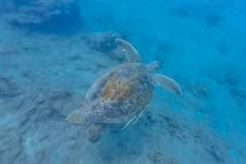 On June 10, authorities in Gia Lai province reported that a sea turtle had come ashore and laid eggs on a local beach.