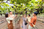 From Organic Vineyards to an Agricultural Tourism Destination