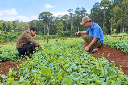 Awakening the "Green Gold Mine" of Medicinal Herbs in the Western Region of the Province