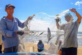 Fishermen from coastal villages in the eastern part of the province hurried back to sea to earn a living immediately after Storm No. 13 passed.